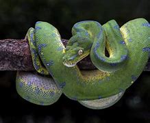 Image result for Tree Python