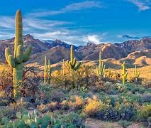 Image result for South West United States Nature