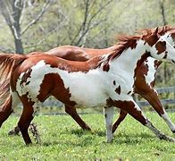 Image result for Tiger Horse Foal