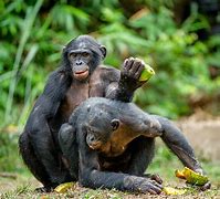 Image result for Bonobo Feeding Food