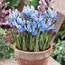 Image result for Iris reticulata Polar Ice