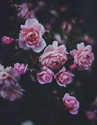 Image result for Pink Flowers Tumblr