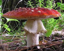 Image result for agaric�veo