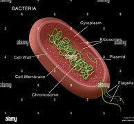 Image result for bacteriano