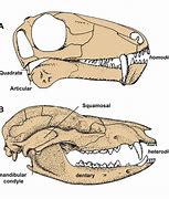 Image result for Mammalian Jawbone