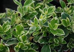 Image result for Euonymus fort. Emerald Gaiety