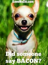 Image result for Cute Chihuahua Meme