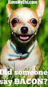 Image result for Fat Chihuahua Meme