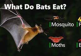 Image result for Where Do Bats Come From