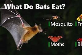 Image result for Fruit Bats Diet