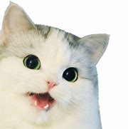 Image result for Sad Cat Meme PNG