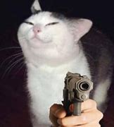 Image result for Cat Pointing Gun Meme