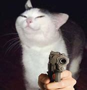 Image result for Cat Bank Teal Meme with Gun