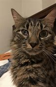 Image result for Cat Goopy Eye