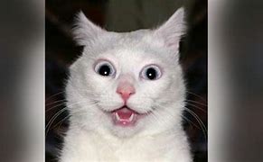 Image result for Funny Cat Vines