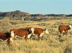 Image result for What Is a Cattle Rustler
