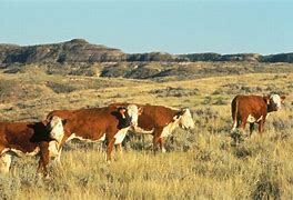 Image result for Old West Cattle Rustlers