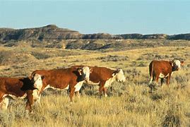 Image result for Cattle with Multiple Brands Rustler
