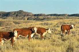 Image result for The Cattle Rustler in Uganda