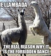 Image result for Dancing Llama Meme