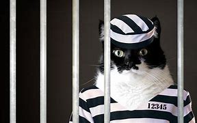 Image result for Cat Jail Meme