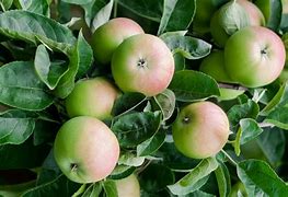 Image result for Early Harvest Apple Tree
