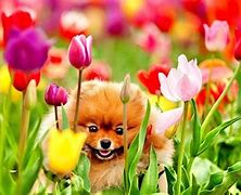 Image result for Spring Dog Wallpaper