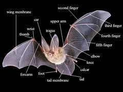 Image result for Bat Wing Shaped as a V