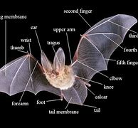 Image result for Anatomy of Bat Wings