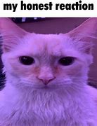 Image result for Iconic Cat Memes