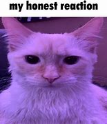 Image result for Cat Memes Download