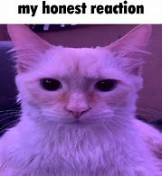 Image result for Bored Cat Meme