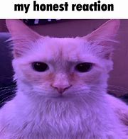 Image result for Forgive Me Cat Meme