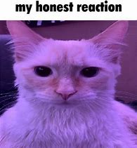 Image result for Respect Cat Meme