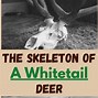 Image result for White Tail Deer Bone