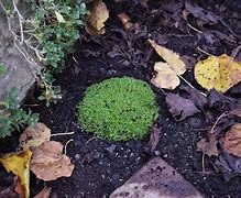 Image result for Silene acaulis Mount Snowdon