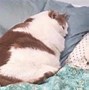 Image result for Cat Laying On Back Meme
