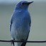 Image result for bird
