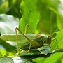 Image result for Green Cricket Insect