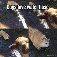 Image result for Water Hose Dog Meme
