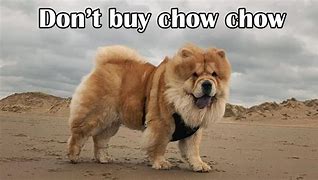 Image result for You Rock Chow Meme