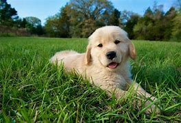Image result for Top 15 Cutest Dogs