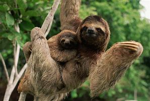 Image result for Cool Sloth