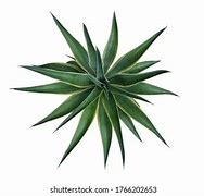 Image result for Sharp Plants