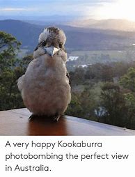 Image result for Kookaburra Meme