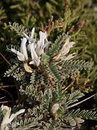Image result for Astragalus tragacantha
