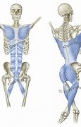 Image result for Tensegrity Fascia