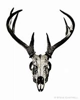 Image result for European Deer Skull