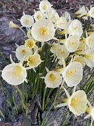 Image result for Narcissus bulbocodium Arctic Bells
