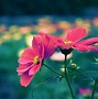 Image result for Cute Flower Photoes